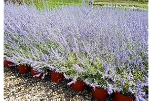 VIVAI DE LAURENTIIS Perovskia Atriplicifolia 'BLUE SPIRE' (Salvia Russa) vaso 19 cm
