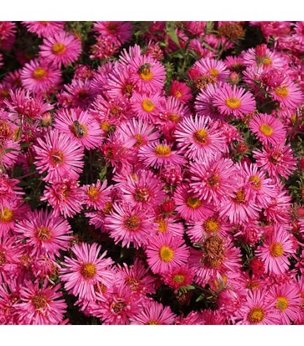 Blumixx Stauden Anaphalis Triplinervis 'Sommerschnee' – Perlkörbchen, Weiß Blühend – Für Sonnige Beete