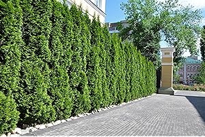 PFLANZHITS IHR PFLANZENPARTNER 10st. Thuja Smaragd 120-150cm ohne Topf gemessen Heckenpflanzen Lebensbaum Immergrüne Heckenpflanze