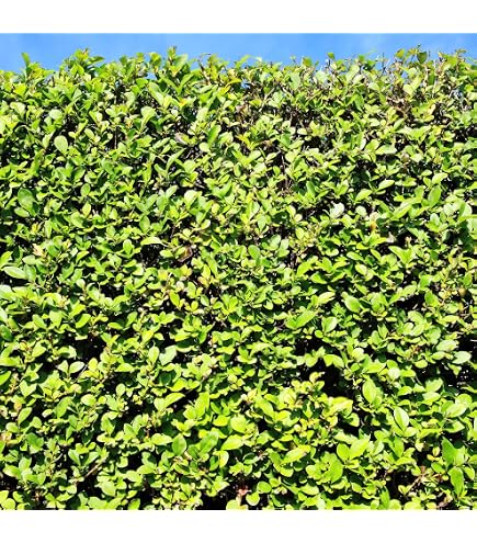 30 Stk. Liguster Atrovirens Ligusterhecke Topfware 30-50 cm hoch -  Ligustrum vulgare Atrovirens - Garten von Ehren : Amazon.de: Garten