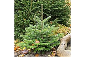 3 Nordmann Fir Christmas Trees 15-20cm, Britains Best No Needle Drop Nordman 3fatpigs®
