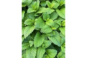 ROOT SOURCE Spearmint Herb Plug Plants "Grow Your Own" Herbs 'Ready to Plant Now' Eco Friendly Packaging (3)