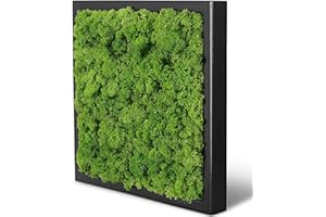 naturewalls Moosbild Islandmoos - Pflanzenbild Vollholz-Rahmen - XXL - Schwarz | 25 x 25 cm