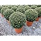 PREMIUM Ilex crenata Stokes Kugel rund Ø 35 cm Buchsbaum Ersatz winterhart + robust