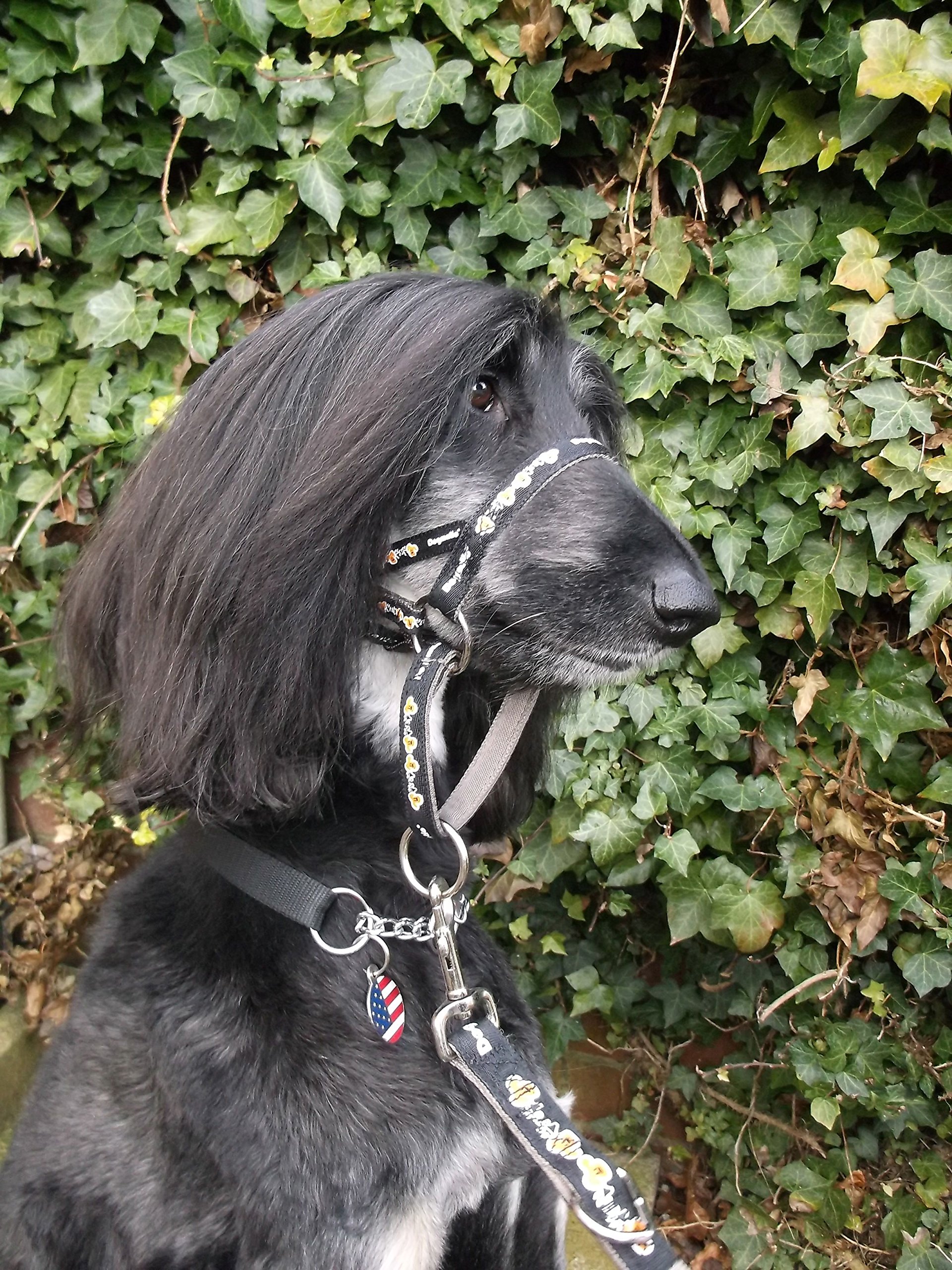 DOGMATIC HEADCOLLAR PADDED CUSHIONED WEBBING PCW BLACK SIZE 2