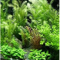 5 Bund - ca. 35 Wasserpflanzen, einfach zu pflegen, algenhemmend, schöne Farben - Mühlan