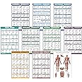 QuickFit 10 Pack - Exercise Workout Poster Set - Dumbbell, Suspension, Kettlebell, Resistance Bands, Stretching, Bodyweight, Barbell, Yoga Poses, Stability Ball, Muscular System Chart (Laminated, 18"
