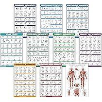thumbnail image 2 of Palace Learning 3 Pack, Dumbbell Workouts Posters Volume 1 & 2 Barbell Exercises - Set Of 3 Workout Charts (LAMINATED, 18" X 24 2 of 13