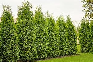 PFLANZHITS IHR PFLANZENPARTNER 10 Thuja Brabant 80-120cm XXL ohne Topf gemessen | Immergrüne Heckenpflanze schnellwachsend | Sichtschutz Lebensbaum winterhart | sofort pflanzbar