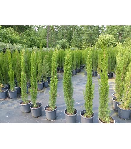 Urlaubsfeeling Mittelmeer Zypresse Cupressus sempervirens Sulenzypresse 10  Samen Bonsai geeignet : Amazon.de: Garten