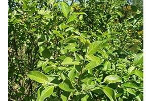 Müller Münchehof GmbH Salweide im Topf/Container Größe 40 bis 60 cm