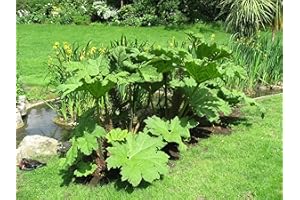 LINCOLNSHIRE POND PLANTS LTD Lincolnshire Pond Plant Ltd - Gunnera manicata - 1Ltr Bareroot