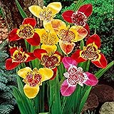 25x Tigridia pavonia | Tigerblume | Sommerblüher Blumenzwiebeln | 7-9 cm