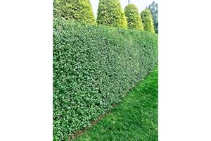 LIGUSTRUM OVALIFOLIUM 20 Green Privet Hedging Evergreen Plants Fast Growing Shrubs 30-45cm Potted Sunnyside Nurseries