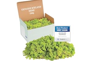 Mia Milano Mousse Naturelle décorative, pour Les crèche et Le Bricolage, en Plaque, réutilisable (Vert Lime, 250g)