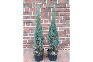 PFLANZEN BÖRING JUNIPERUS SCOPULORUM BLUE ARROW Juniperus Scopulorum Blue Arrow Rocket Juniper Set of 4 (Height: 90-100 cm) + Fertiliser