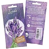 LAVODIA Lavendel Samen mehrjährig winterhart Premium Saatgut für ca. 100 Lavendel Pflanzen (250 Lavendelsamen)