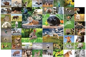 THE LAZY PANDA CARD COMPANY Tiere Postkarten - 50 verschiedene Tierpostkarten-set ideal für Sammler und Postcrossing