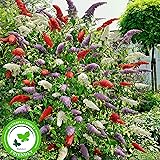 3x Fliederbaum | Buddleja Davidii | Schmetterlingsflieder | Fliederbaum winterhart | Rot - Weiß - Blau | Höhe 25-30 cm | Topf