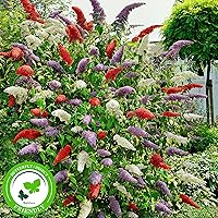 3x Fliederbaum | Buddleja Davidii | Schmetterlingsflieder | Fliederbaum winterhart | Rot - Weiß - Blau | Höhe 25-30 cm…