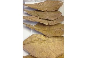 garnelenshop24de ~50 Stück XXL (=150 Gramm/ca.30cm) Seemandelbaumblätter original A-Markenware von SMJS-Cambodia +++BLITZVERSAND+++ Seemandellaub Catappa Leaves