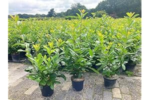 PFLANZHITS IHR PFLANZENPARTNER 5st. Kirschlorbeer Novita 90-120cm im 3L Topf Buschig XXL Mehrtriebig Heckenpflanzen Prunus laurocerasus Lorbeer Gartenhecke Sichtschutz Kirschlorbeerhecke immergrün, winterhart, Hecke