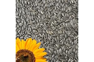 GardenGuru Wildvogelfutter 25kg, Schwarze Sonnenblumenkerne, Ideal für Vögel, Ganzjahresvogelfutter, Ölhaltiges Streufutter, Winterfutter für kleine und große Vögel