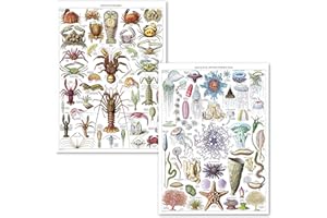 PALACE LEARNING 2 Pack - Vintage Aquatic Invertebrates & Crustaceans Poster Prints - Marine Life Identification Reference Charts (LAMINATED, 18” x 24”)
