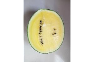 TOPVENT SEMI COCOMERO GIALLO