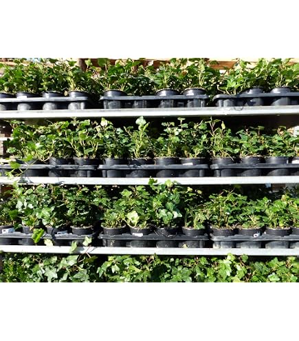Hecke am laufenden Meter Efeu, 120x100 cm : Amazon.de: Garten