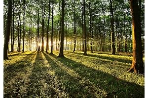 decomonkey | Photo Wallpaper Forest | 300 x 210 cm | Landscape Nature Trees Wood Sun Wall Mural Non-Woven Murals Wall Art Modern Design Art Print Home Decoration | Bedroom Living Room | Green Brown