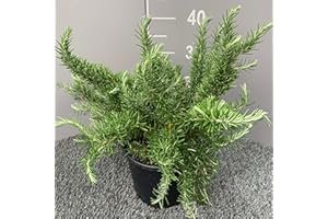 GENÉRICO ROSMARINO PROSTRATO │ Pianta aromatica officinale in vaso Ø 18 cm