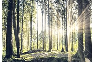 decomonkey | Photo Wallpaper Forest | 450 x 315 cm | Landscape Sun Nature Trees Wall Mural Non-Woven Murals Wall Art Modern Design Print Home Decoration Wood | Bedroom Living Room | Green Brown