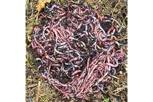 WormBox 2,000 pieces compost worms (1 kg) | Eisenia earthworms, compost your organic waste - for vermicomposter/composter/garden