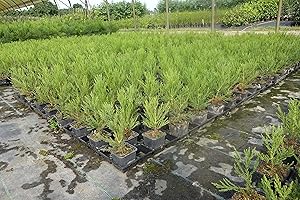 PFLANZHITS IHR PFLANZENPARTNER 3st. Mammutbaum 25-40cm Sequoiadendron giganteum Riesenmammutbaum Mammutbäume