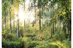 decomonkey | Photo Wallpaper Forest | 350 x 256 cm | Landscape Nature Trees Wall Mural Non-Woven Murals Wall Art Modern Design Art Print Home Decoration Sun Wood | Bedroom Living Room | Green Brown