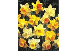 GARTHWAITE NURSERIES Mixed Daffodil Bulbs, British Grown, Pack of 40