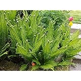 10 x Matteuccia struthiopteris (Ziergras/Gräser/Farn) Straußenfarn Trichterfarn
