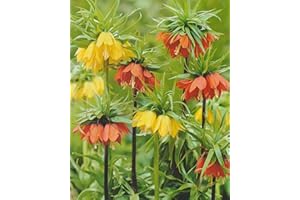 BLUMENHANDEL ULLRICH 5 Kaiserkronen gemischt Fritillaria Imperialis Blumenzwiebeln