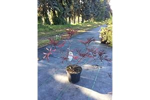 Black Elderberry Black Lace 40-60 cm Shrub for Sun Partial Shade Hedge Plant White/Pink Foliage Garden Plant Hardy 1 Plant in Pot
