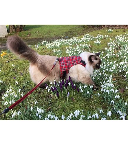 Here is Clawdia & Wiggles modelling their new jackets. Clawdia already wears a harness p, wiggles has just had her first stroll around the garden
