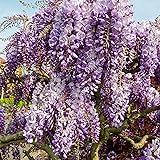 Wisteria sinensis"Prolific" | 2er Set | Chinesische Wisteria mit lila Blüten | Duftende Garten Pflanze | Blauregen Kletterpfl