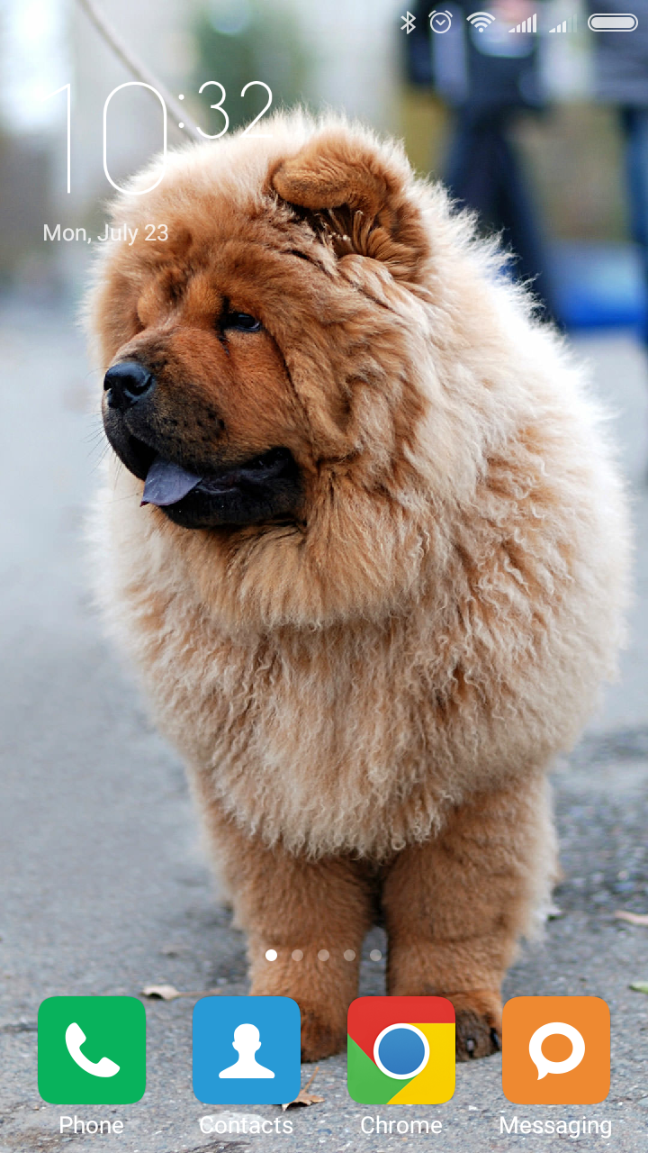 Chow Chow Wallpapers Amazon In Apps For Android