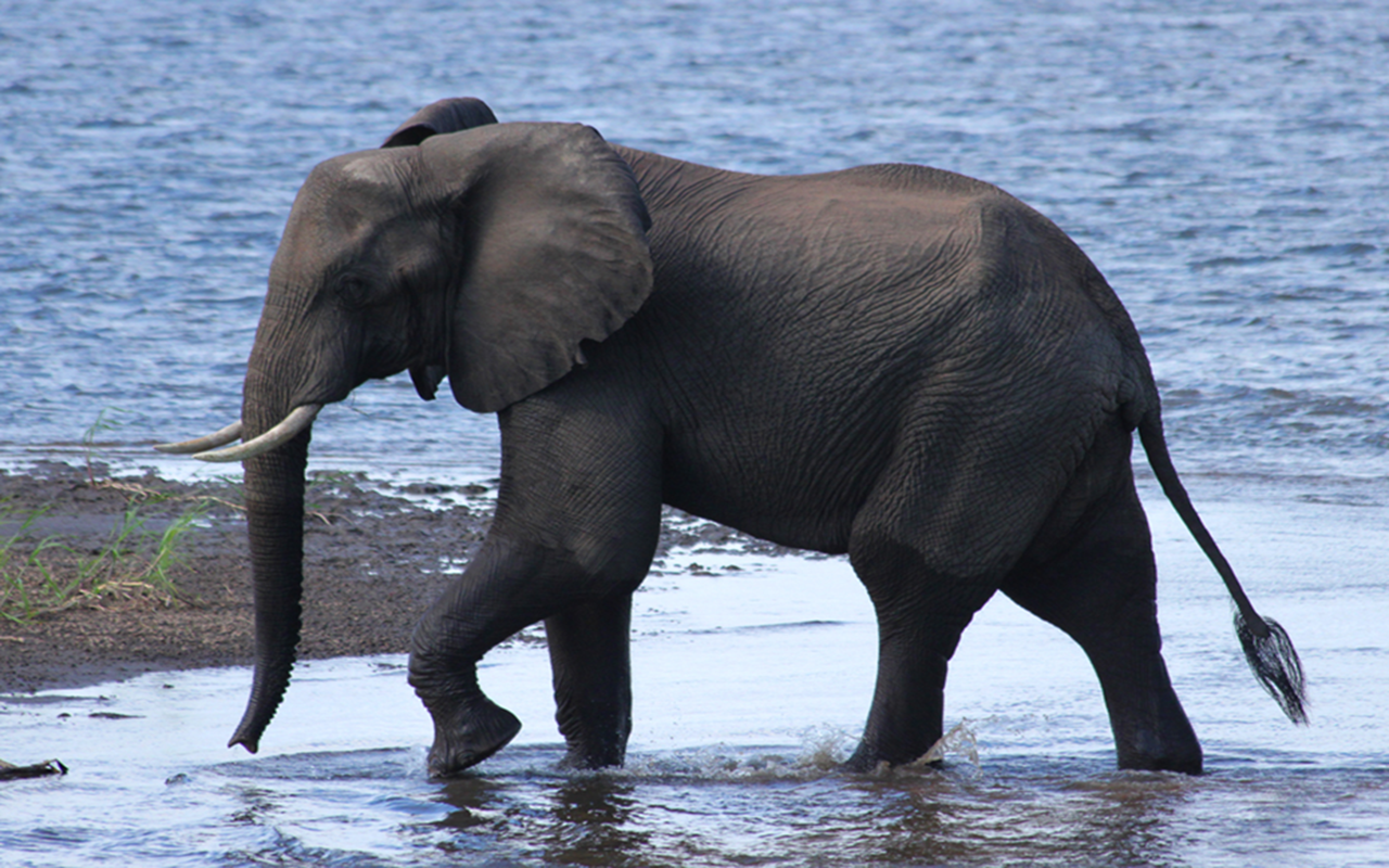 All About Elephants Amazon.co.uk Appstore for Android