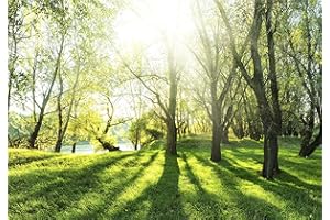 decomonkey - Papier Peint Intissé Foret 350x256 cm - Panoramique Image XXL Maison Chambre Déco Photo Murale Décorative Tenture Murale pour Appartement Décoration Salon