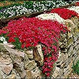 5x Phlox Subalata | Flammenblume Rot-Wei? | Lieferhöhe 10-15cm | Topfgrö?e Ø7cm