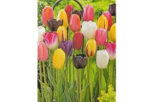 Blumenhandel Ullrich 100 gemischte Tulpenzwiebeln Blumenzwiebeln Tulpen
