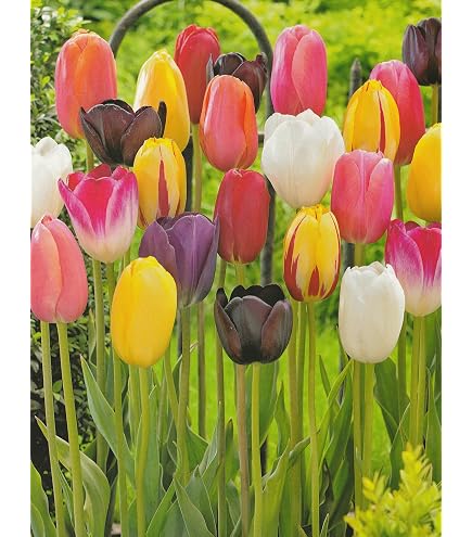 Lilienblütige Tulpenzwiebeln 'Claudia' – 10 Stück, Purpur-weiß, Winterhart, Für Beet & Garten