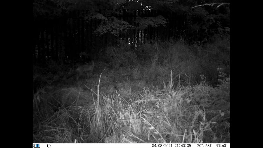 vanbar trail camera