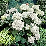 Hydrangea arborescens"Annabelle" | Schneeball Hortensien Pflanzen | Winterharte Pflanzen für Garten | Höhe 15-20 cm | Topf-Ø 